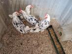 Bonte Leghorn hennen te koop., Dieren en Toebehoren, Pluimvee, Vrouwelijk, Kip