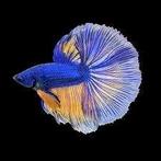 Betta splendens- Blue Mustard Super Delta Male, Dieren en Toebehoren, Vissen | Aquariumvissen, Vis, Zoetwatervis, Schoolvis