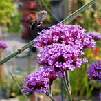 GRATIS Verbena bonariensis (IJzerhard), Tuin en Terras, Planten | Struiken en Hagen, Ophalen, Overige soorten, Minder dan 100 cm