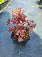Heuchera ‘Palace Purple’, Ophalen, Bodembedekkers, Vaste plant, Volledige schaduw