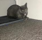 Lieve poes 1 jaar kruising Blauwe Rus!, Dieren en Toebehoren, Poes, Ontwormd, 0 tot 2 jaar
