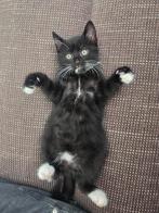 Ik zoek een tehuis voor een kleine kat, Dieren en Toebehoren