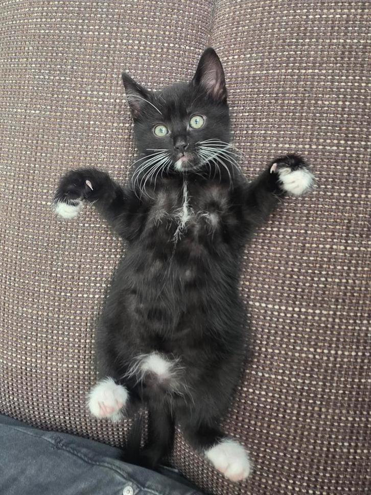 Ik zoek een tehuis voor een kleine kat, Dieren en Toebehoren, Katten en Kittens | Overige Katten