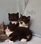 brit britse korthaar poesjes, europees korthaar papa zwartwi, Poes, Ontwormd, 0 tot 2 jaar