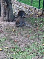 Wallaby kangoeroe, Dieren en Toebehoren, Overige Dieren, Juni, Mannelijk
