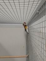 Diverse tropische vogels, Dieren en Toebehoren, Meerdere dieren, Wildzangvogel, Geringd