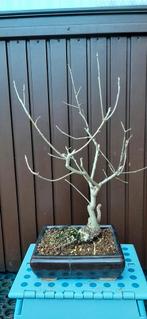 Eik bonsai, omtrek 4,5 cm, Tuin en Terras, Planten | Bomen, Ophalen, Bloeit niet, Halfschaduw, Overige soorten