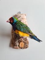 Opgezette vogel, gold amadine, volière vogel, taxidermie, Ophalen of Verzenden, Zo goed als nieuw, Vogel, Opgezet dier