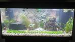 Jewel aqarium 180 met inhoud en vissen, Dieren en Toebehoren, Vissen | Aquaria en Toebehoren, Ophalen of Verzenden, Zo goed als nieuw