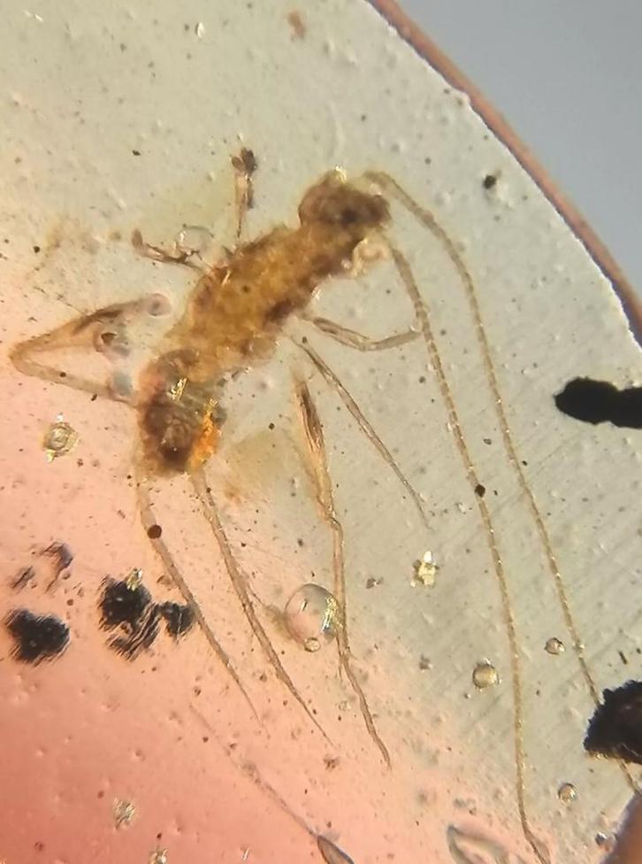 Birmees Amber (Z1) insluiting nimfe van een krekel, mooi hel, Verzamelen, Mineralen en Fossielen, Fossiel, Verzenden