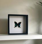 Papilio nireus - Afrikaanse Juweelvlinder in Lijst, Ophalen of Verzenden