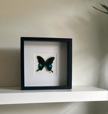 Papilio nireus - Afrikaanse Juweelvlinder in Lijst beschikbaar voor biedingen