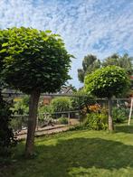 Catalpa 2x, Tuin en Terras, Planten | Bomen, Ophalen, Overige soorten