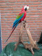 Opgezette groenvleugel ara, Ophalen of Verzenden, Zo goed als nieuw, Vogel, Opgezet dier