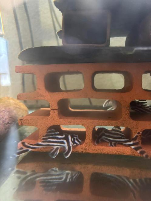 L046 zebrapleco – Hypancistrus Zebra, Dieren en Toebehoren, Vissen | Aquaria en Toebehoren, Zo goed als nieuw, Ophalen