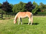 Haflinger zadelmak, Dieren en Toebehoren, Paarden, Merrie, Zadelmak, 3 tot 6 jaar