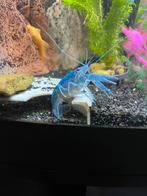 Blauwe florida kreeft, Vis