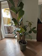 Ficus Lyrata (Vioolplant) zonder pot, Ophalen, Ficus, 100 tot 150 cm, Halfschaduw