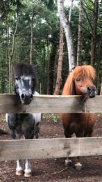 2 super lieve shetlander ruinen, Dieren en Toebehoren, Pony's, Ruin, A pony (tot 1.17m), Recreatiepony, 11 jaar of ouder