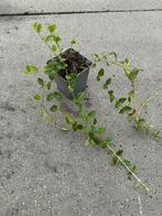 Vinca minor - Kleine Maagdenpalm, Ophalen, Bodembedekkers, Vaste plant, Halfschaduw