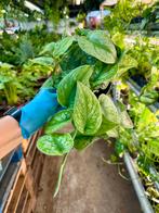 Scindapsus Trebie - P12 Pot, Ophalen of Verzenden