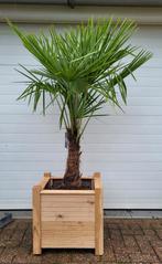Palmboom in eikenbak, Tuin en Terras, Planten | Bomen, Volle zon, Ophalen of Verzenden, Palmboom
