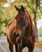 Bijrijder gezocht voor bomproof paard in Soest, 1 paard of pony