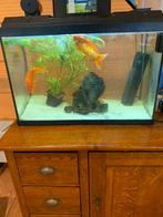 Goudvissen, Dieren en Toebehoren, Ophalen of Verzenden, Zo goed als nieuw