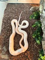 Rattenslang, Dieren en Toebehoren, Reptielen en Amfibieën, 0 tot 2 jaar