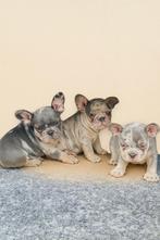 Franse Bulldog puppy’s, Dieren en Toebehoren, Rabiës (hondsdolheid), 8 tot 15 weken, Bulldog, Meerdere