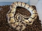Enchi pastel 100% het desert ghost bewezen kweekvrouw, Slang, 3 tot 6 jaar