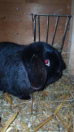 Ram ter dekking, Dieren en Toebehoren, Mannelijk, Dwerg, Hangoor, 0 tot 2 jaar