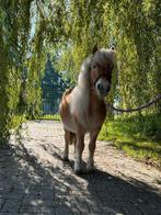 Super lieve sociaal stamboek pony, Dieren en Toebehoren, Pony's, Gechipt, Ruin, A pony (tot 1.17m), 7 tot 10 jaar