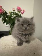 Britse korthaar kittens Te Koop!!!, Dieren en Toebehoren, Meerdere dieren, Ontwormd, 0 tot 2 jaar