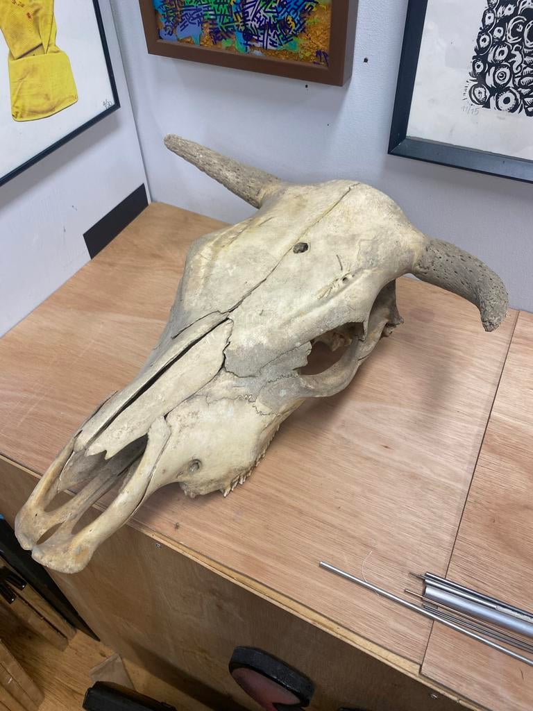 Stieren schedel met onderkaak -Decoratief object, Ophalen