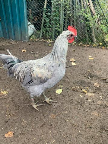 Raszuivere hanen te koop beschikbaar voor biedingen