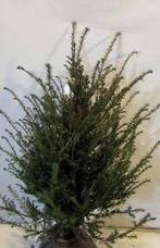 Taxus Baccata 40-60, Ophalen of Verzenden, Taxus, Minder dan 100 cm