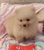 Nog 3 super snoezige mini pomeranian puppys ️🌸🩷🥰, Dieren en Toebehoren, Keeshond, 8 tot 15 weken, Meerdere, Meerdere dieren