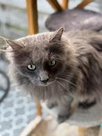 Kruising Ragdoll Maine Coon, Dieren en Toebehoren, Kater, Gechipt, 0 tot 2 jaar
