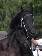 Fries hengstveulen te koop veel pref adv 6 10 25, Dieren en Toebehoren, Minder dan 160 cm, Niet van toepassing, 0 tot 2 jaar, Hengst