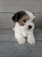 4 lieve mooie yorkshire bieuwer, Dieren en Toebehoren, Honden | Jack Russells en Terriërs, Yorkshire Terriër, Rabiës (hondsdolheid)