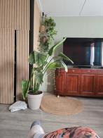 Strelitzia Nicolai 150cm - Paradijsvogelplant, Ophalen