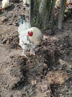 Brahma hanen, Dieren en Toebehoren, Pluimvee, Kip, Mannelijk