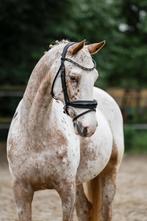 Appaloosa merrie, Dieren en Toebehoren, Pony's, Z, Dressuurpony, 11 jaar of ouder, Merrie