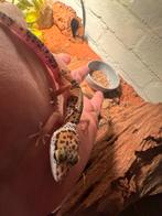 jonge luipaard gekko’s, Dieren en Toebehoren, Reptielen en Amfibieën, Hagedis, 0 tot 2 jaar