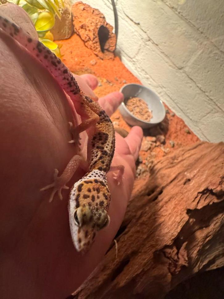 jonge luipaard gekko’s, Dieren en Toebehoren, Reptielen en Amfibieën, Hagedis, 0 tot 2 jaar