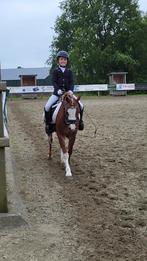 Lieve allround B-pony, Dieren en Toebehoren, Pony's, Gechipt, Ruin, Springpony, L