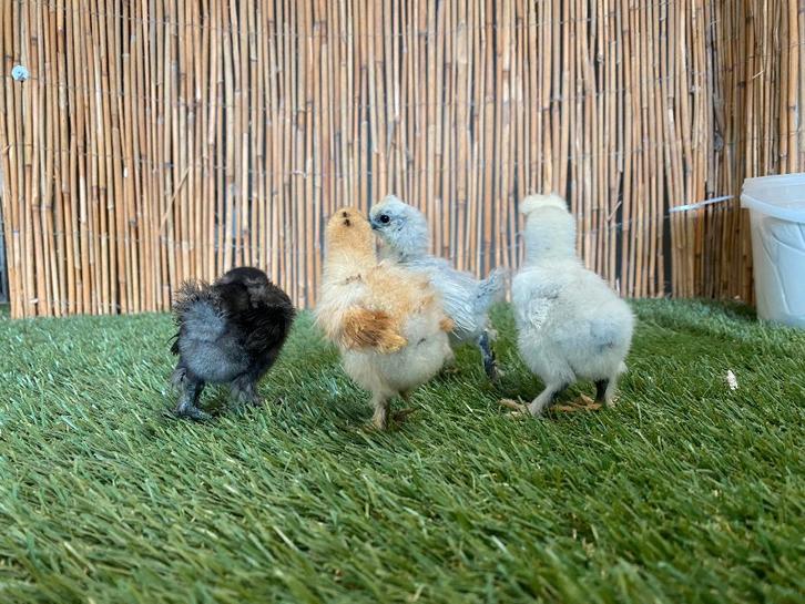 Zijdehoender kriel kippen kuikens | Gesekst en Ingeënt, Dieren en Toebehoren, Pluimvee, Kip, Vrouwelijk