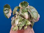 Begonia Rouge Variegata p13 (6)