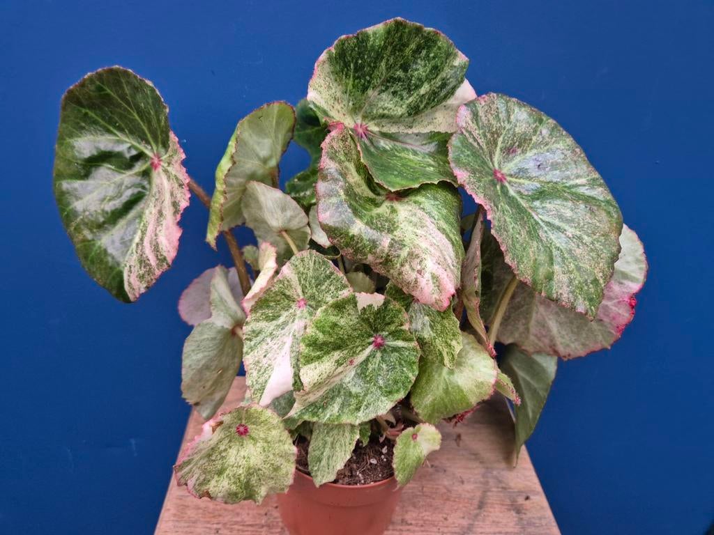 Begonia Rouge Variegata p13 (6), Huis en Inrichting, Kamerplanten, Minder dan 100 cm, Halfschaduw, Ophalen of Verzenden